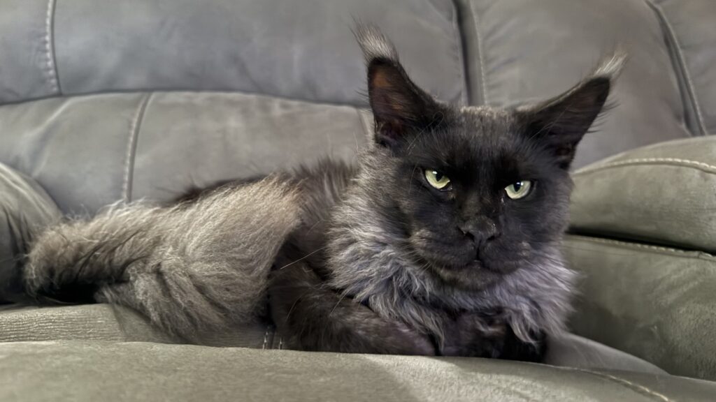 Zeus on Chair