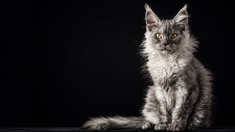 3 month Maine Coon Kitten