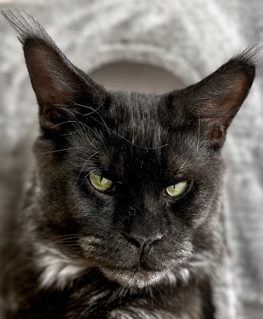 Zeus