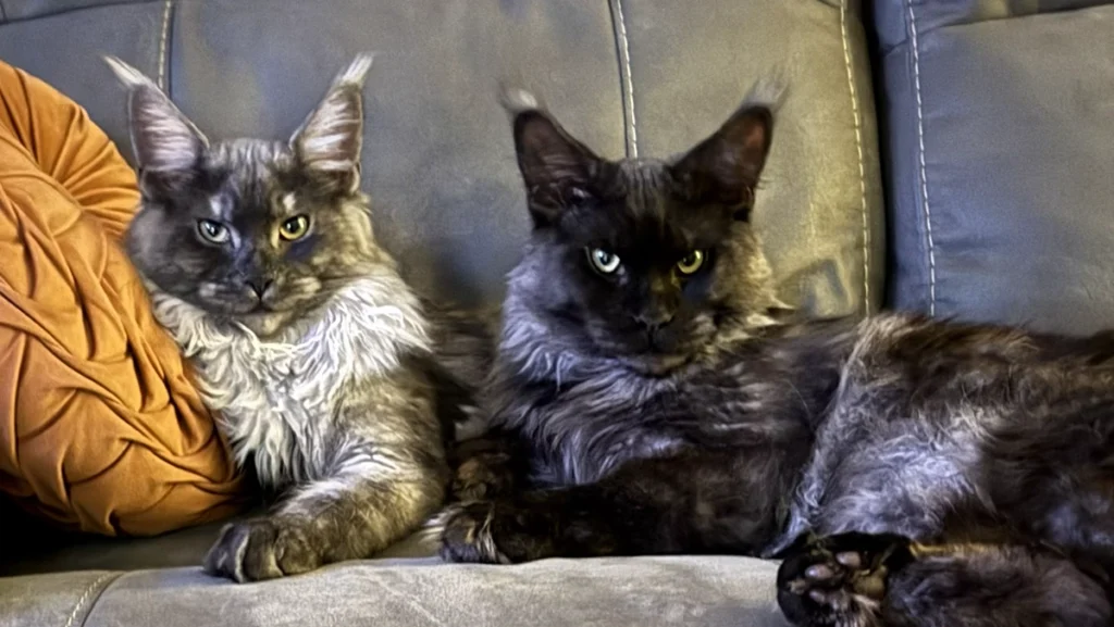 Zeus and Zarya, the foundation cats of Nord Velet Maine Coons