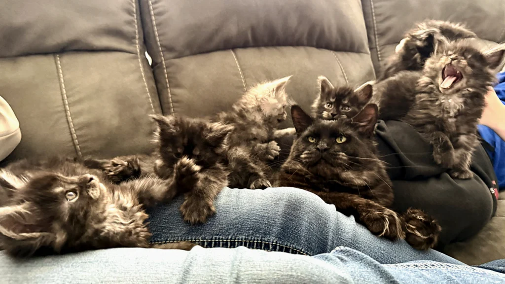 Maine Coon kittens raised in the Nord Velet family home in Northeast Ohio